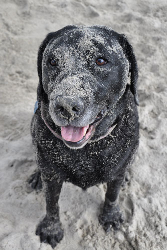 Happy, sandy dog